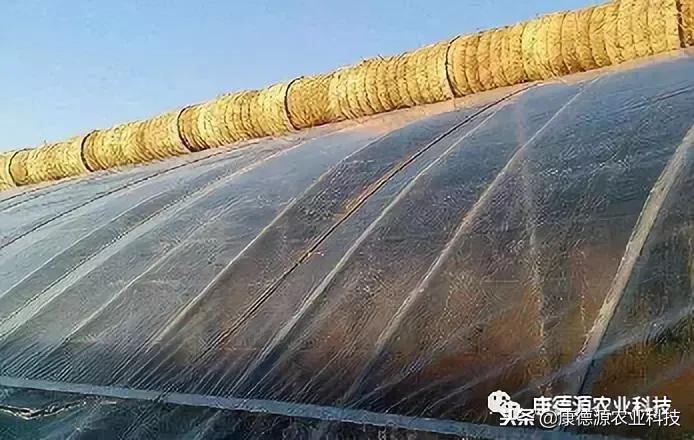 大棚的棚膜烂了怎么办,大棚棚膜滴水解决方法