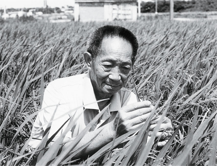 袁隆平是世界公认的水稻之父吗,袁隆平是最顶级的科学家吗