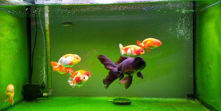 鱼缸长绿藻对斗鱼好不好,鱼缸长藻类有什么危害