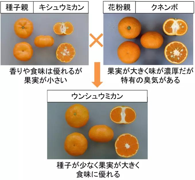 日本人为什么喜欢吃橘子,日本过年为什么吃橘子