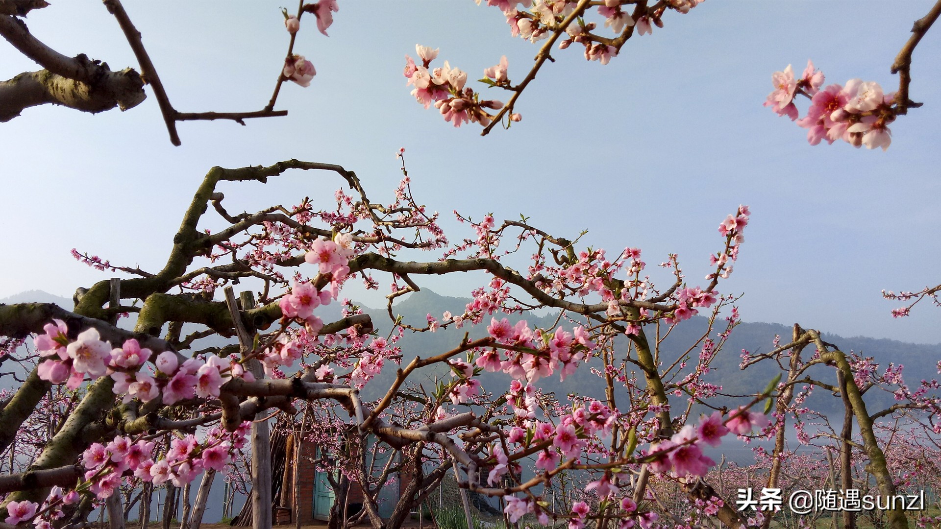 丹东宽甸桃花旅游攻略,丹东宽甸桃花岛旅游攻略自驾