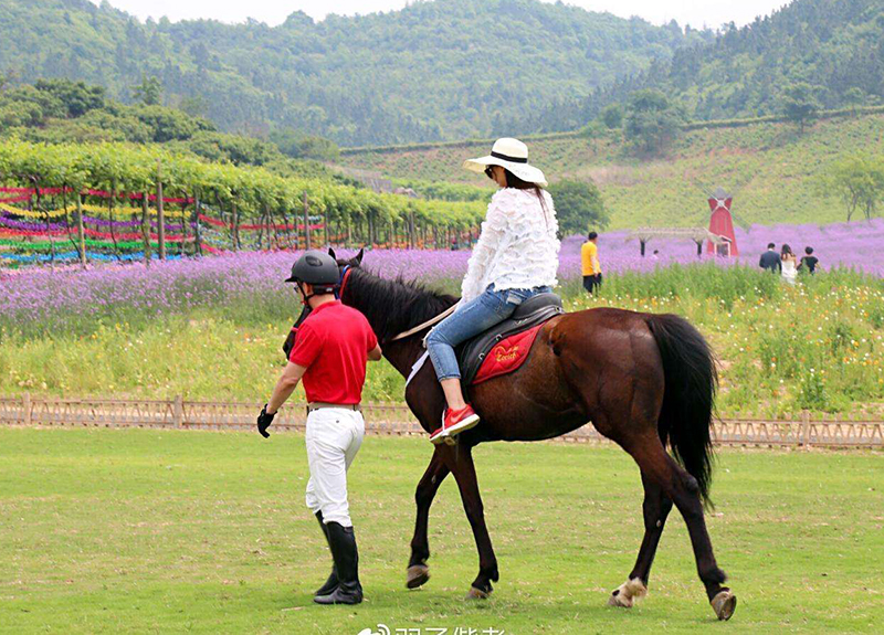 为什么骑马要先学马术,怎么骑马是贵族运动