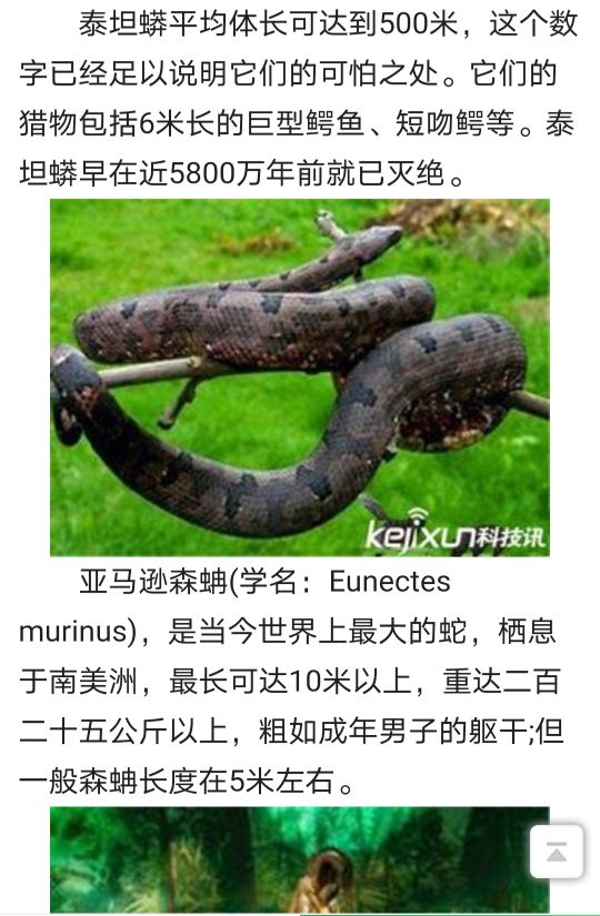 巨蛇恐怖视频真实,巨蛇的恐怖秘密