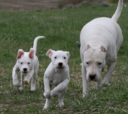 野猪天敌一览表,野猪天敌豺狼视频