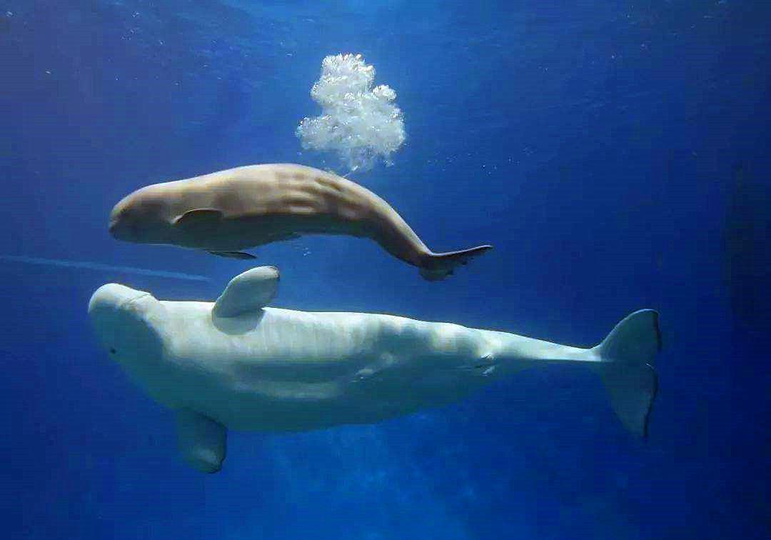蓝鲸是哺乳动物吗怎么哺乳,鲸哺乳方式