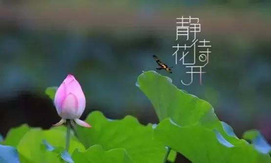 闃呰鏃跺厜闈欏緟鑺卞紑,闈欏緟鑺卞紑闃呰绗旇