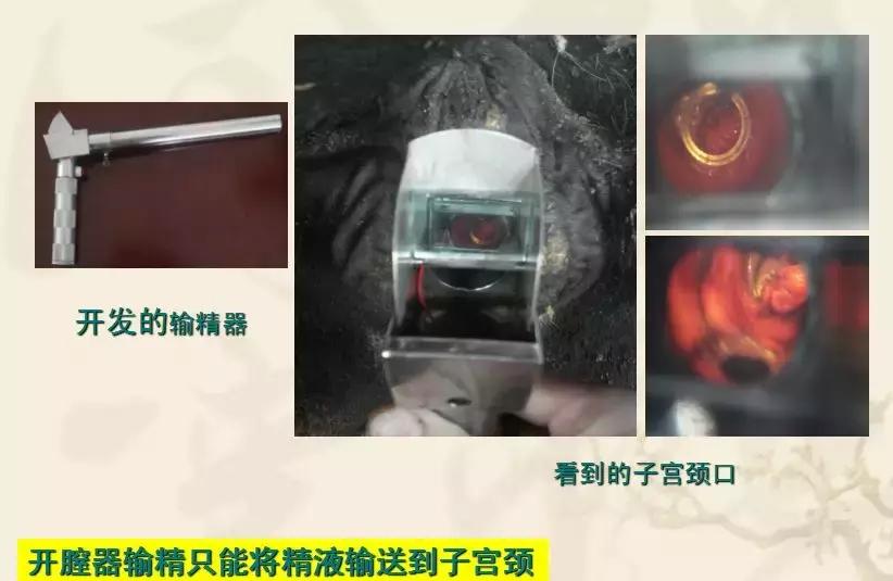 史上最细的打法技巧,输精法的技术要点和注意事项