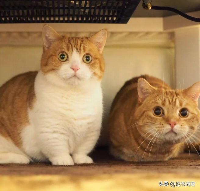 短腿猫是有多可爱,短腿猫有多可爱