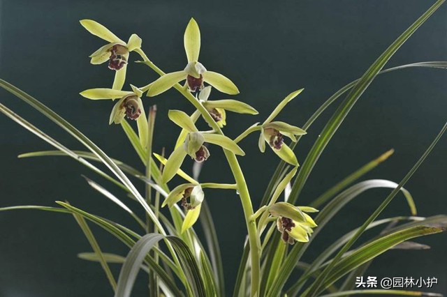 优质兰花的15个特点，你家兰花有么？