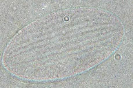 水产养殖业藻类的生命周期,水产养殖常见藻类植物