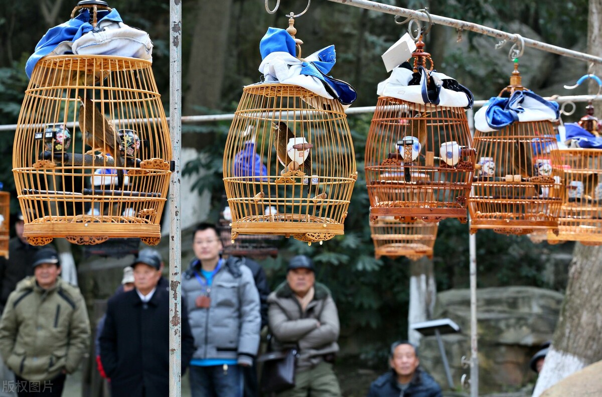 画眉鸟落性后的恢复,画眉鸟起性前的预兆