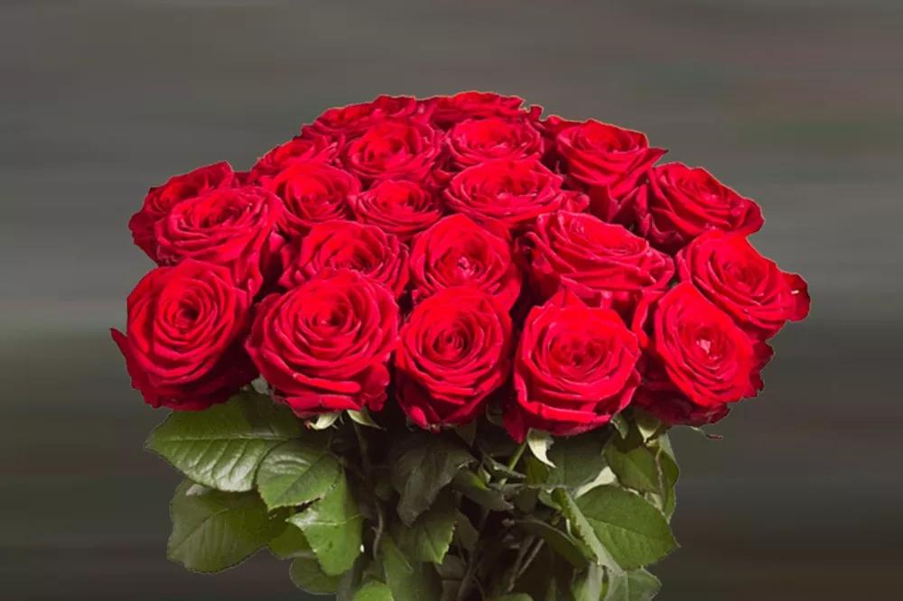 一篇文章带你认识三亚40种花,鲜花图鉴一次性认识30种玫瑰花