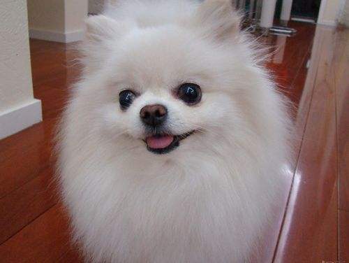 博美犬什么季节换毛？不打理就像流浪狗，土里土气没人要