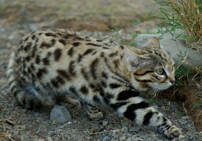 黑足猫夜晚捕食视频,沙漠黑足猫