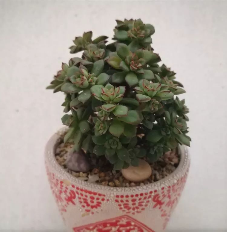 最美的20种多肉,15种最美的多肉