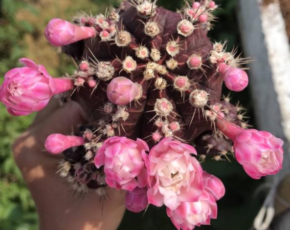 好养又能开花的仙人球有哪些,开花多又好养便宜的仙人球