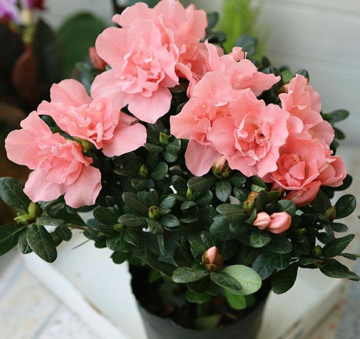 杜鹃花过年能摆放吗,杜鹃花过年