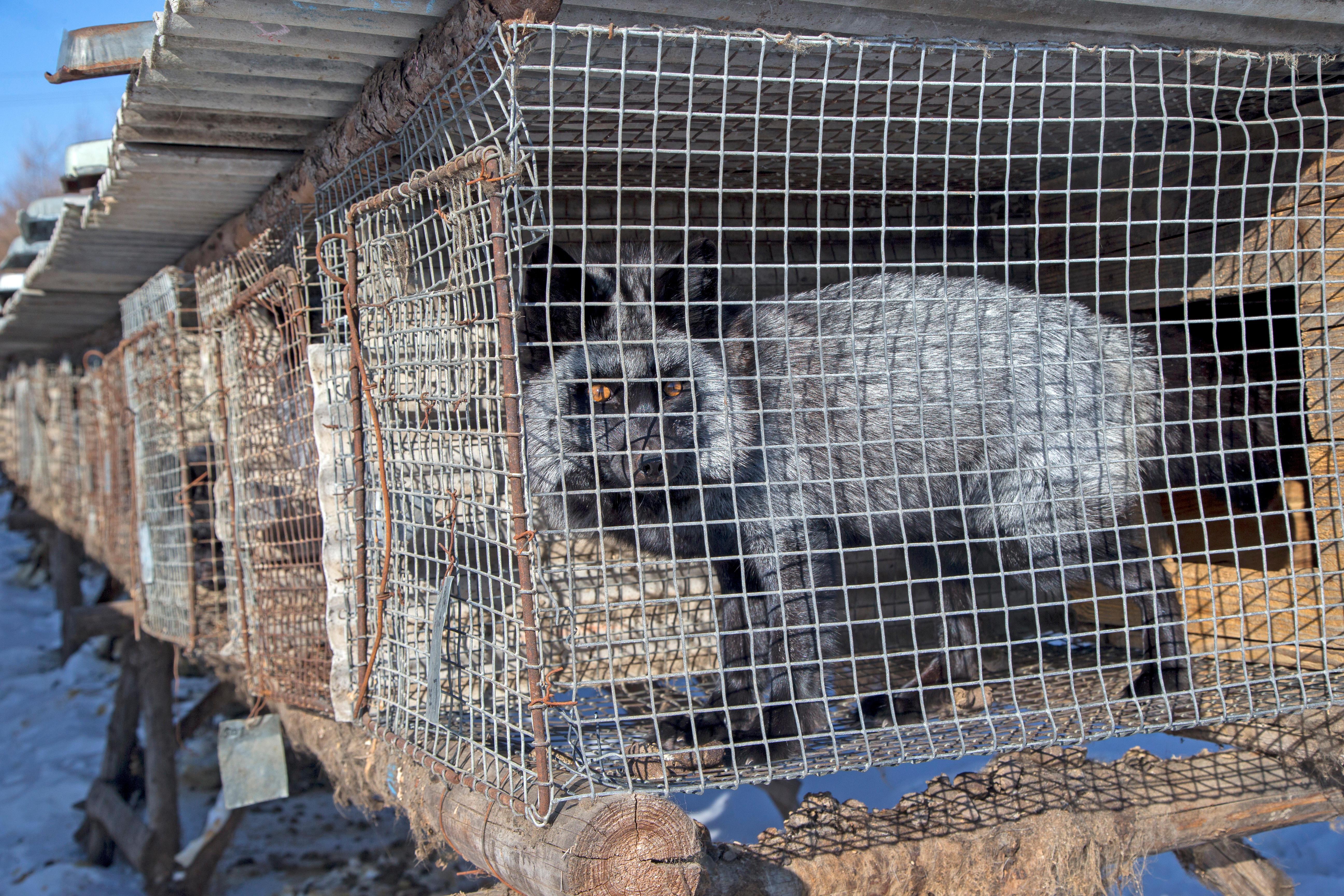 狐狸被扒了皮后还能活吗,狐狸被扒了皮后还活着的视频