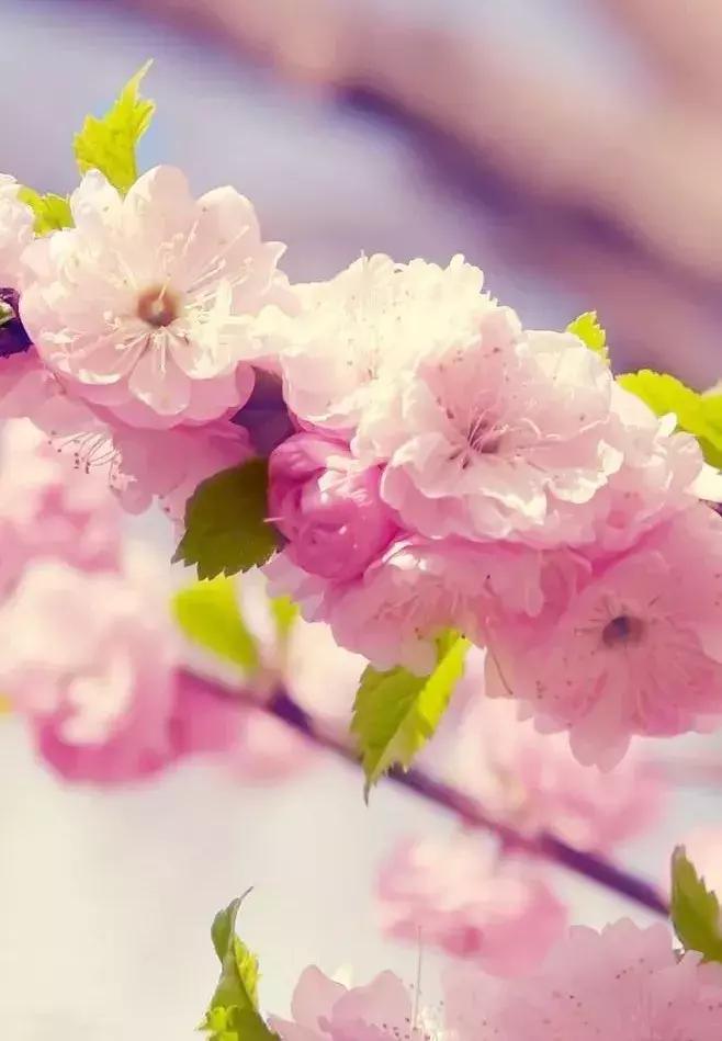 春风最美的时光,春分最美时间