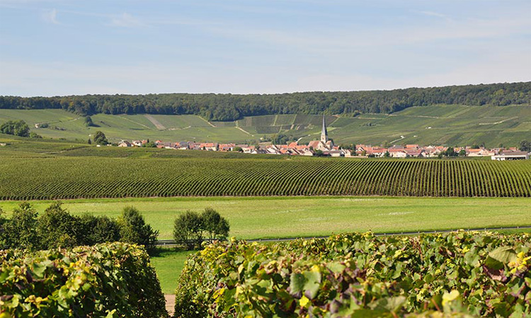 香槟酒如何选,香槟怎么选择