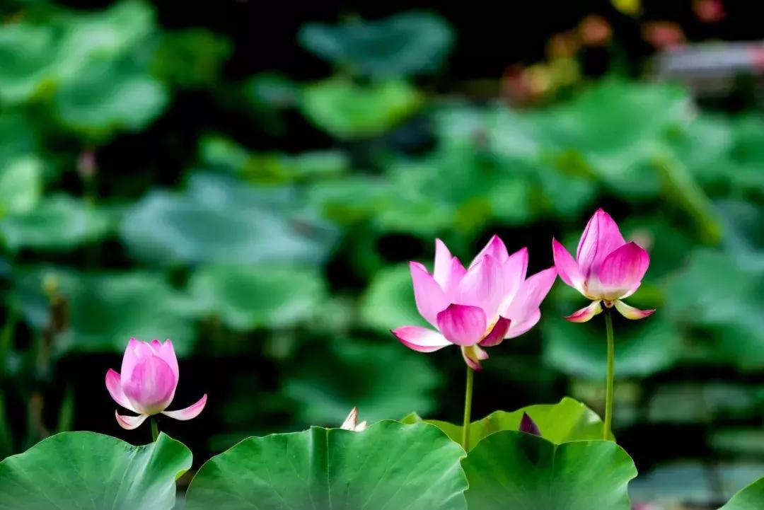 70句唯美荷花诗词太美了,70句唯美荷花诗词真美