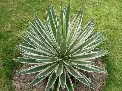 摄影艺术100种花的花语太全了,100种花卉和花语