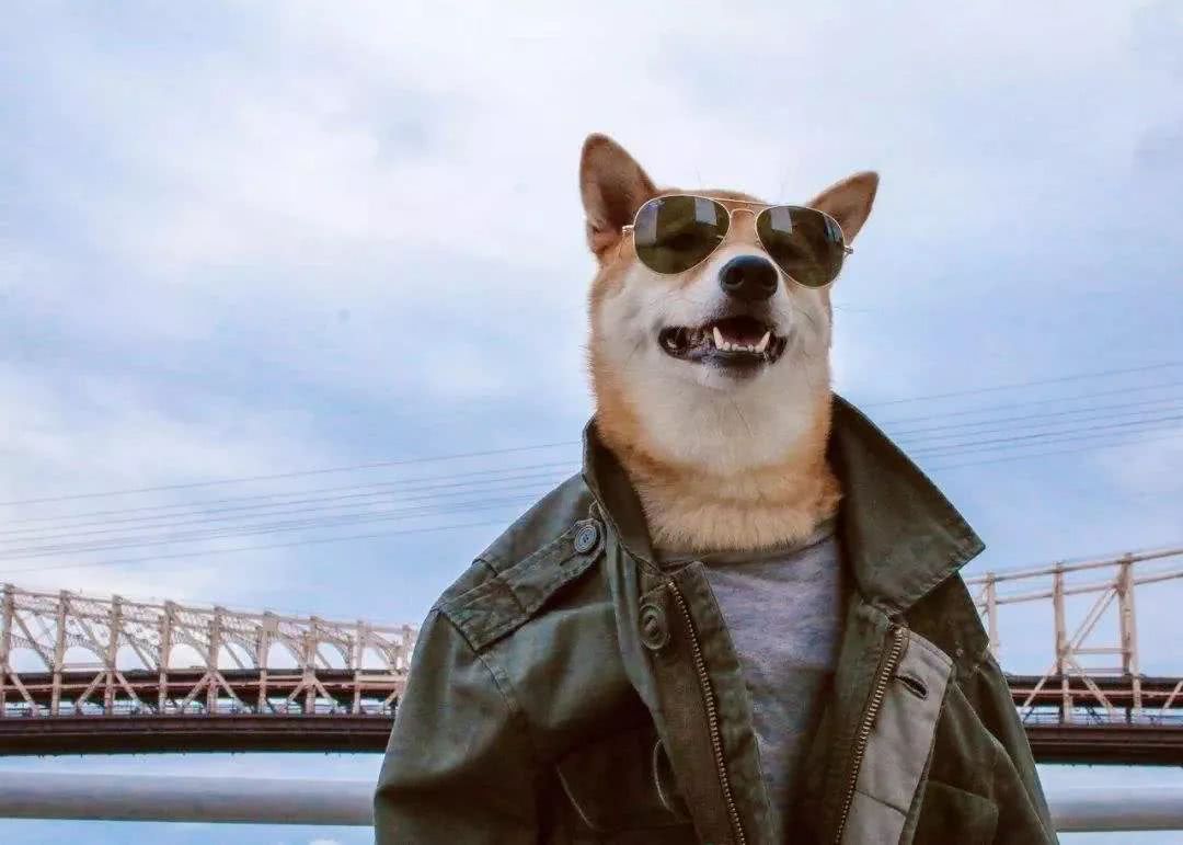 狗狗冬天到底需不需要穿衣服,狗狗怕冷吗狗狗怕冷的表现有哪些