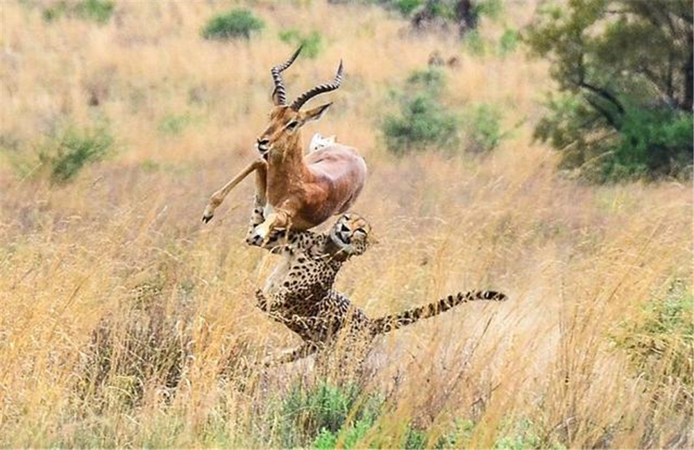 草原上跑的动物,草原上跑得快的动物有哪些