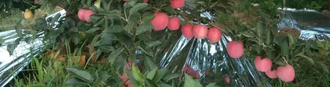 苹果产业高产品种,适合山东种植的高产苹果品种