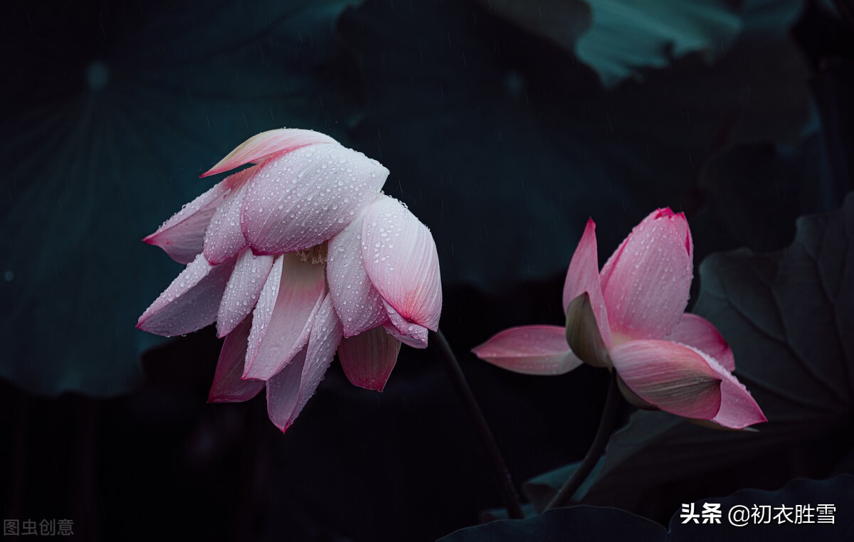 蒋捷唯美风荷两首,我爱荷花花最软,似彩凤、乱惊飞