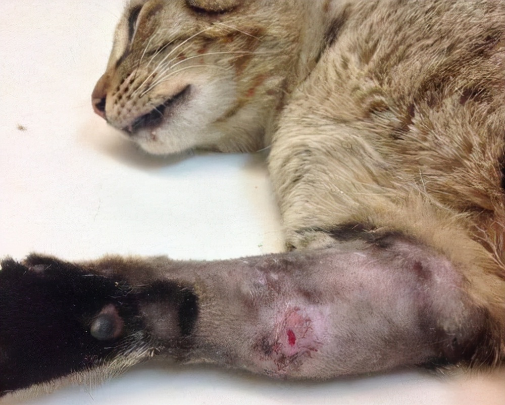 猫的伤口化脓老是舔,猫打架伤口化脓怎么处理