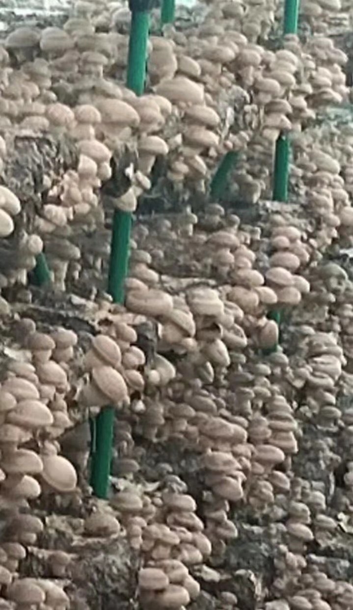 关于香菇出菇技术的视频,香菇不出菇如何解决