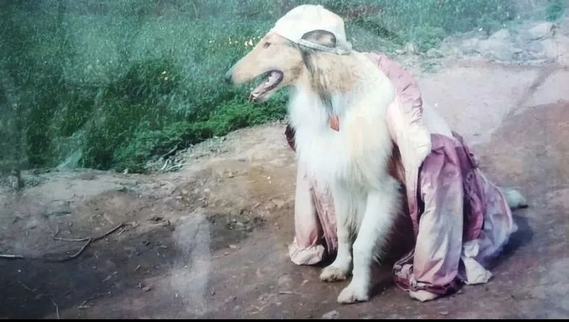 十二岁，我想杀了我爸