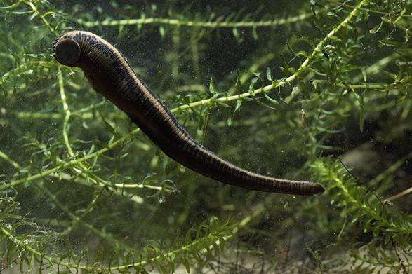 如果水蛭不小心吃掉了怎么办,误食活水蛭有什么危害