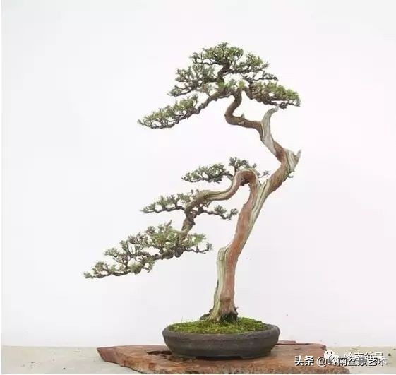 盆景结顶的形式,最好的盆景结顶方法