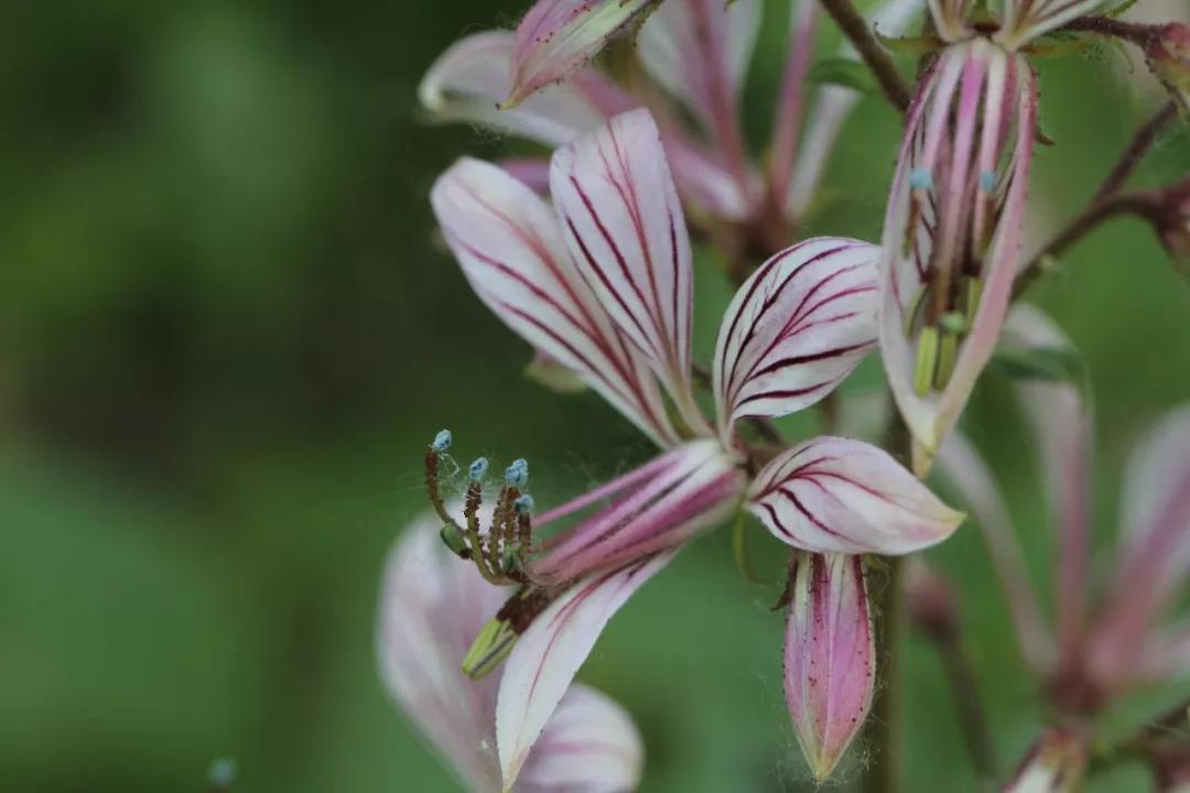 冬天常见中药植物图片及功效,花期长的草本植物图片