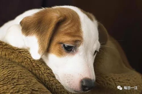 狗狗突然不吃东西是什么情况,春天狗狗突然不吃东西会是蛔虫吗