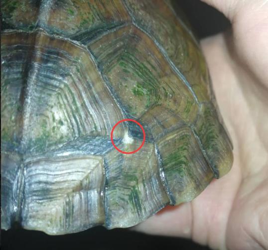 水龟腐皮症状,水龟腐皮腐甲怎么治疗