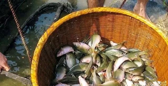 正在消失的5种鱼,正在消失的鱼类有哪些