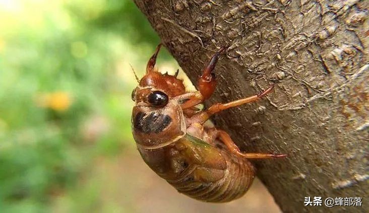 野生冬虫夏草市场,冬虫夏草一斤2000条的价格