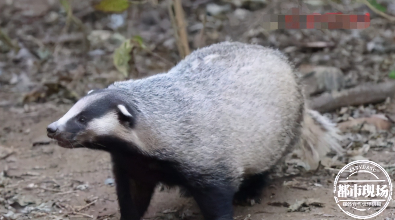 野生动物咬死百只鸡,鸡被神秘动物咬死