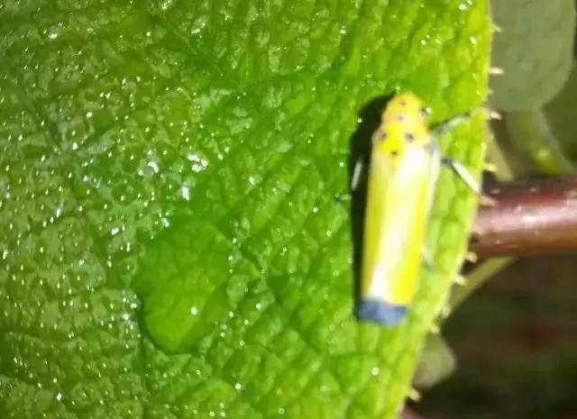 猕猴桃八大虫害图,猕猴桃虫害防治方法