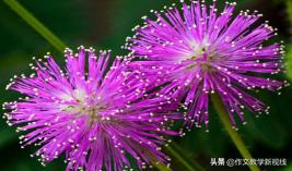 三年级习作我的植物朋友教学实录,部编版三下习作我的植物朋友教案