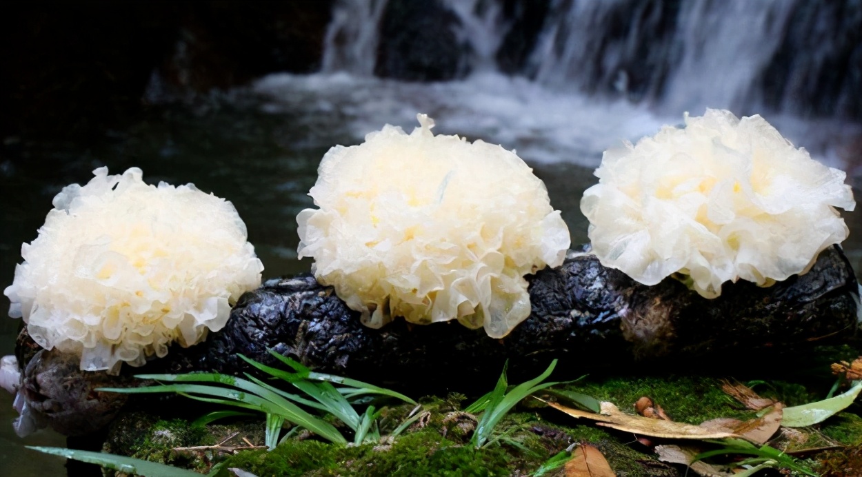 血小板计数125到350吃什么食物,血小板白细胞低吃什么食物好得快