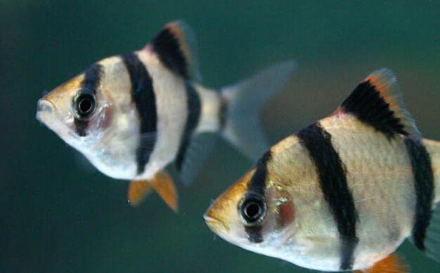 热带鱼虎皮鱼吃什么长得快,虎皮鱼怎么喂食最合理