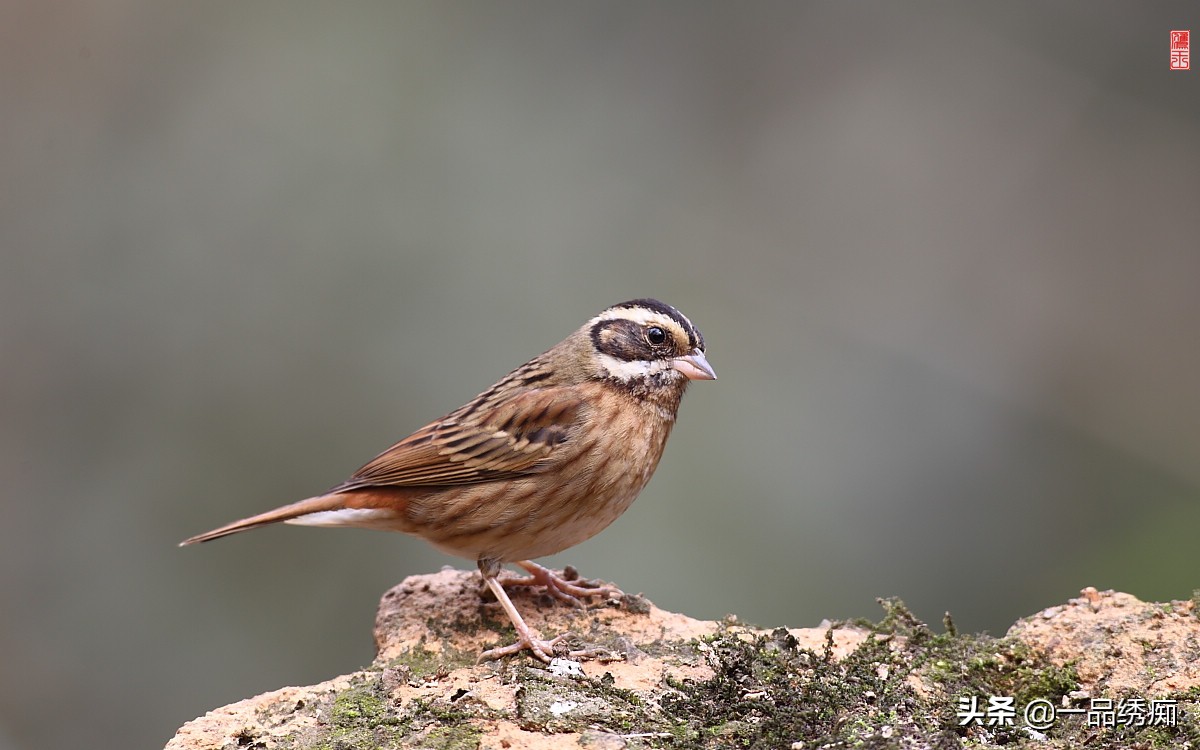 鸟类名字生僻字,带有鸟字的生僻字