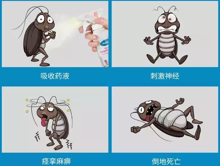 教你一招灭蟑螂不花一分钱,灭蟑螂安全有效的方法