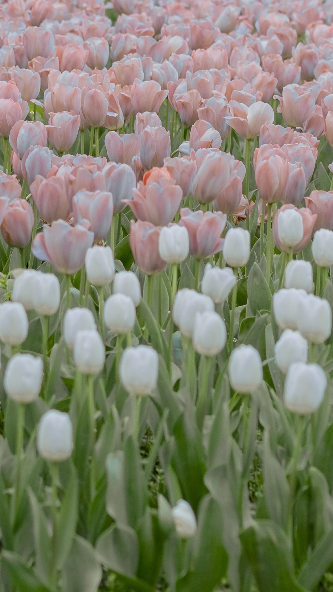 100张绝美壁纸海景,绝美壁纸夕阳窗户