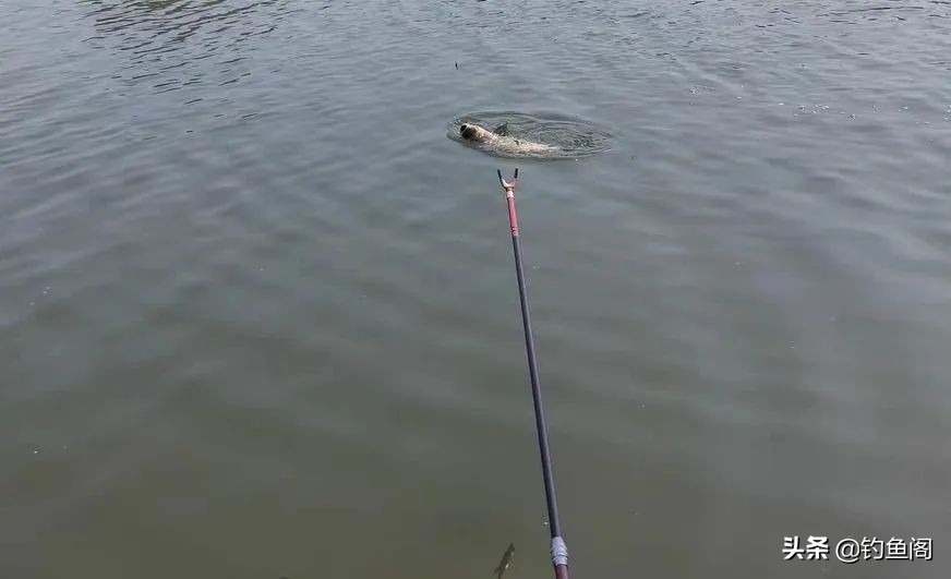 抽鲢鳙遇到白条闹窝怎么办,鲢鳙白条闹窝用大浮漂