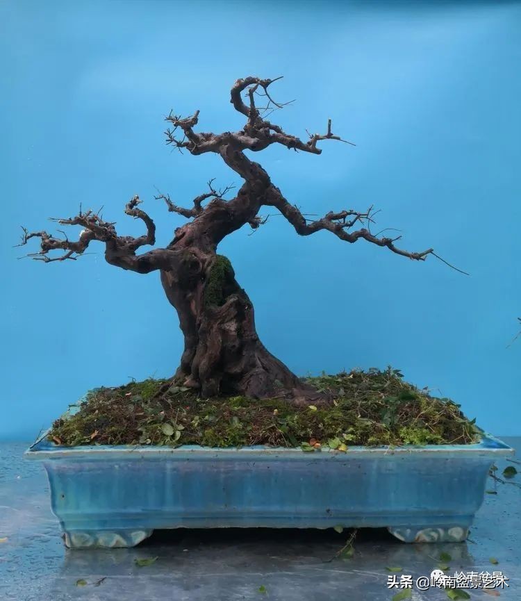 广东的盆景有哪些,适合广东玩的盆景